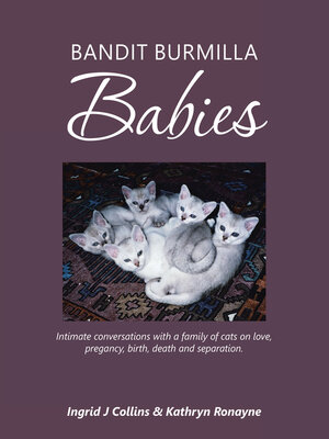 cover image of Bandit Burmilla Babies